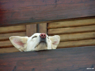 Картинка животные собаки