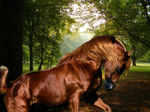 Обои картинки фото не, пойду, ни, за, что, животные, лошади