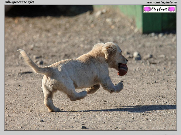 Обои картинки фото обыкновенное, чудо, животные, собаки