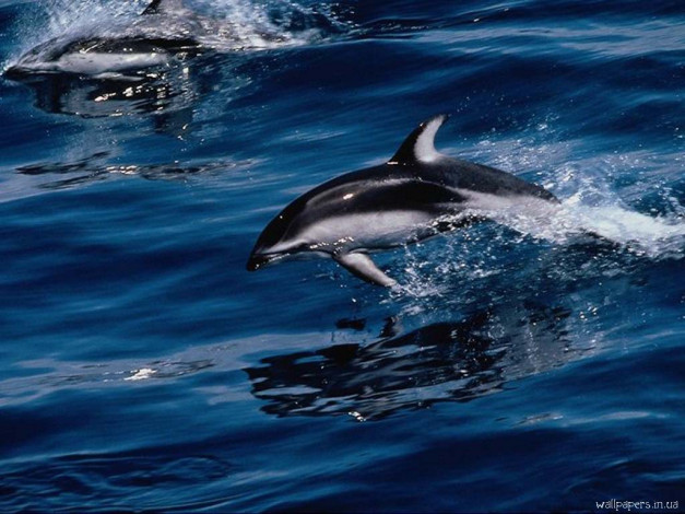 Обои картинки фото животные, дельфины