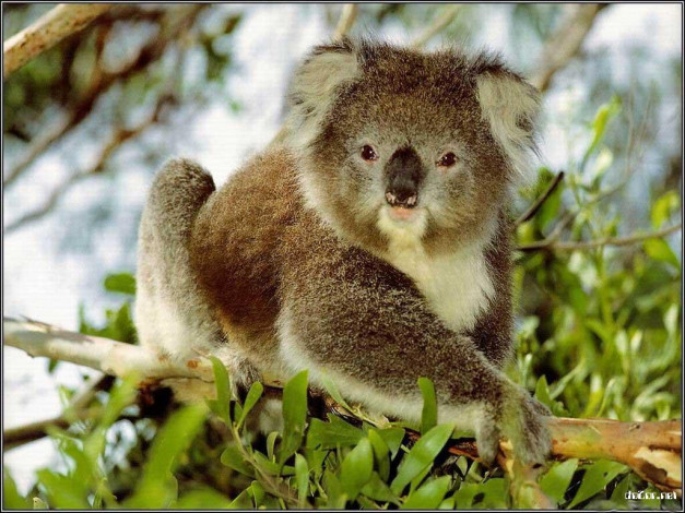 Обои картинки фото животные, коалы