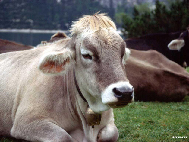 Обои картинки фото животные, коровы, буйволы