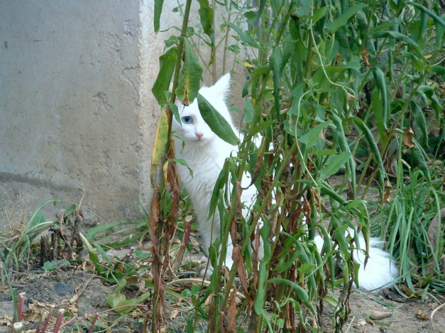 Обои картинки фото животные, коты