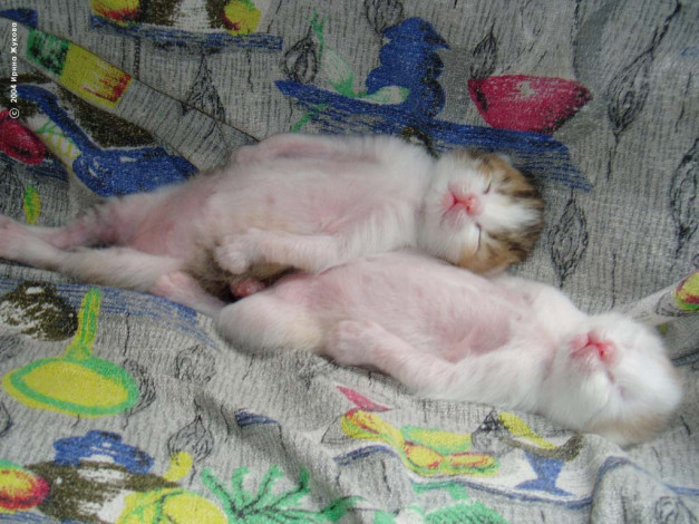 Обои картинки фото животные, коты