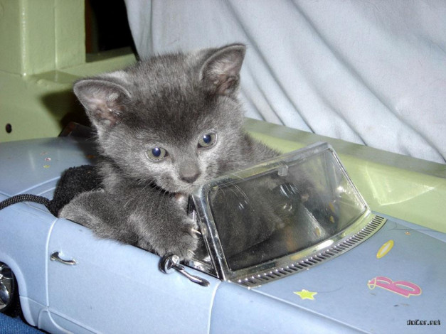 Обои картинки фото животные, коты