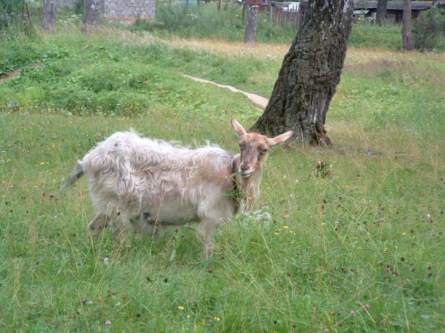 Обои картинки фото животные, козы