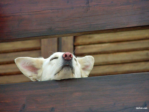 Обои картинки фото животные, собаки