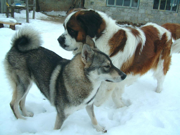 Обои картинки фото животные, собаки