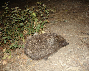 Картинка животные ежи