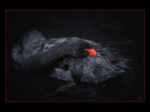 Картинка не сплю igor club foto ru животные лебеди