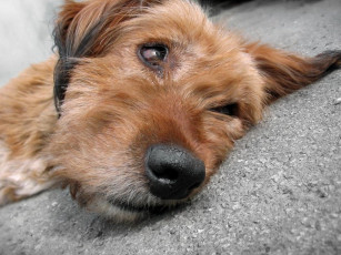 Картинка все устал как собака olegoman club foto ru животные собаки