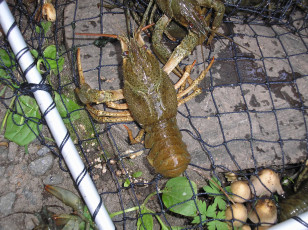 Картинка рак животные крабы раки