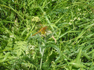 Картинка стрекоза животные стрекозы