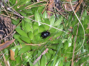 Картинка жук животные насекомые