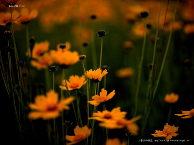 Обои картинки фото цветы, космея