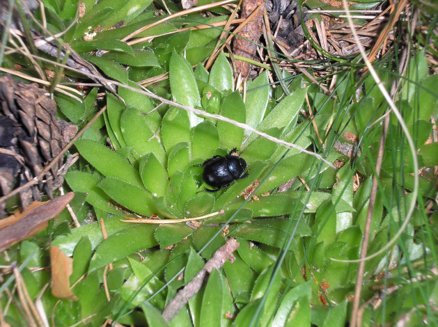 Обои картинки фото жук, животные, насекомые