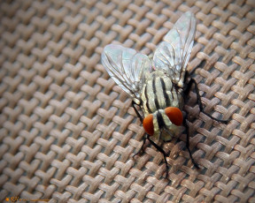 Картинка животные насекомые