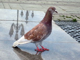 Картинка животные голуби