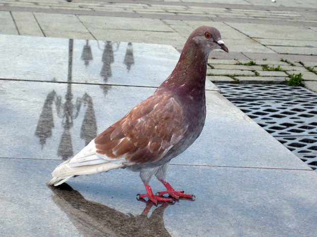 Обои картинки фото животные, голуби