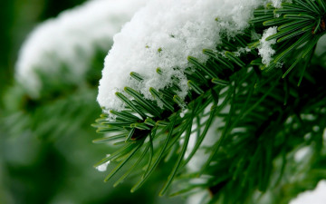 Картинка природа листья