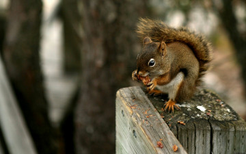 Картинка животные белки