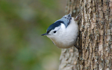 Картинка животные поползни