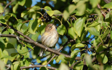 Картинка животные птицы