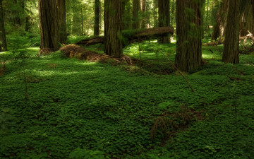 Картинка природа лес