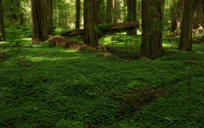 Обои картинки фото природа, лес