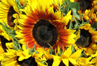 Картинка цветы подсолнухи желтый яркий