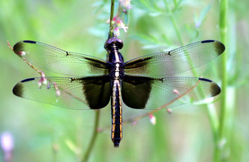 Картинка животные стрекозы крылья