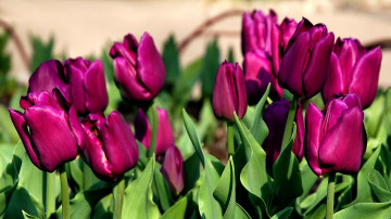 Картинка цветы тюльпаны много лиловый