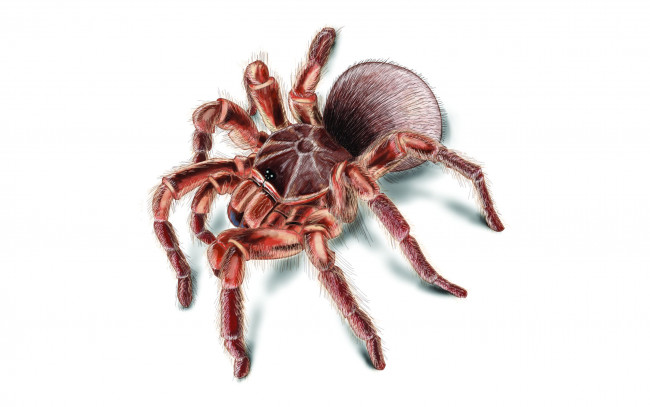 Обои картинки фото рисованные, животные, тарантул