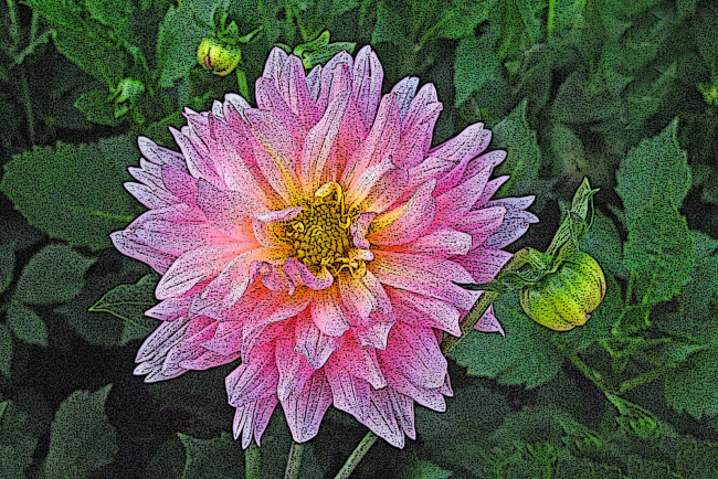 Обои картинки фото рисованные, цветы, георгина