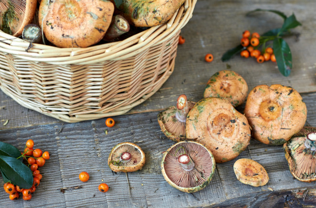 Обои картинки фото еда, грибы, грибные, блюда, грузди, лукошко
