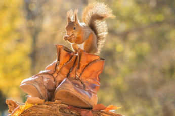 Картинка животные белки орех листья осень ботинки белка грызун животное