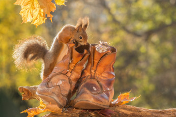 Картинка животные белки осень мышь ботинки листья грызуны белка