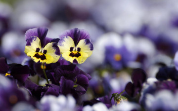 Картинка цветы анютины+глазки+ садовые+фиалки анютины глазки размытость
