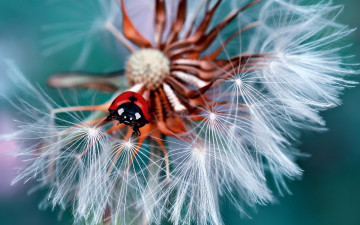 Картинка животные божьи+коровки божья коровка жук одуванчик макро