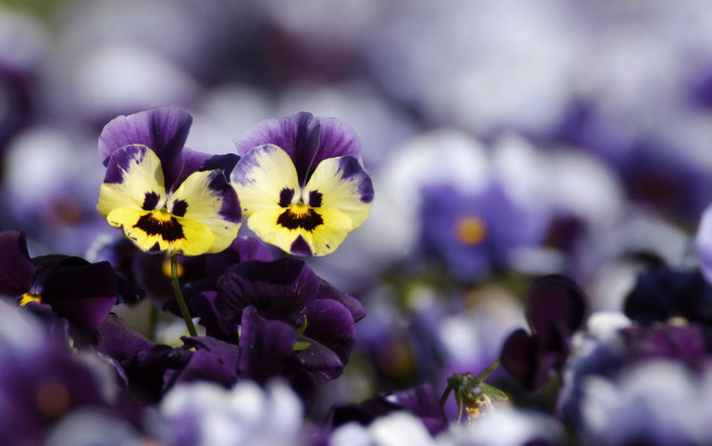 Обои картинки фото цветы, анютины глазки , садовые фиалки, анютины, глазки, размытость