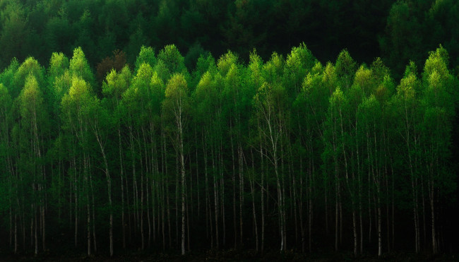 Обои картинки фото природа, лес, березы, деревья