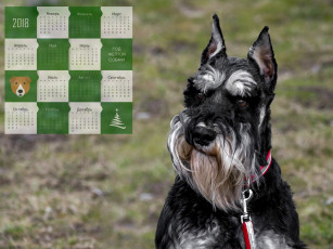 Картинка календари животные взгляд морда собака