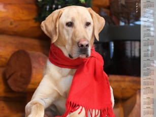 обоя календари, животные, взгляд, собака