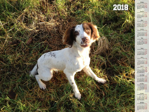 Картинка календари животные взгляд собака