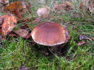 Картинка природа грибы боровик