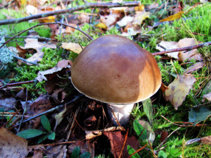 Картинка природа грибы боровик