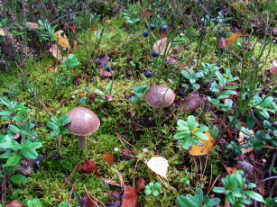 Картинка природа грибы подберезовик