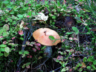 Картинка природа грибы подосиновик