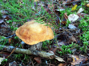 Картинка природа грибы подосиновик