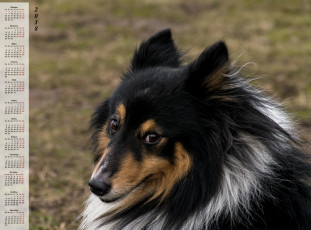 Картинка календари животные собака морда взгляд